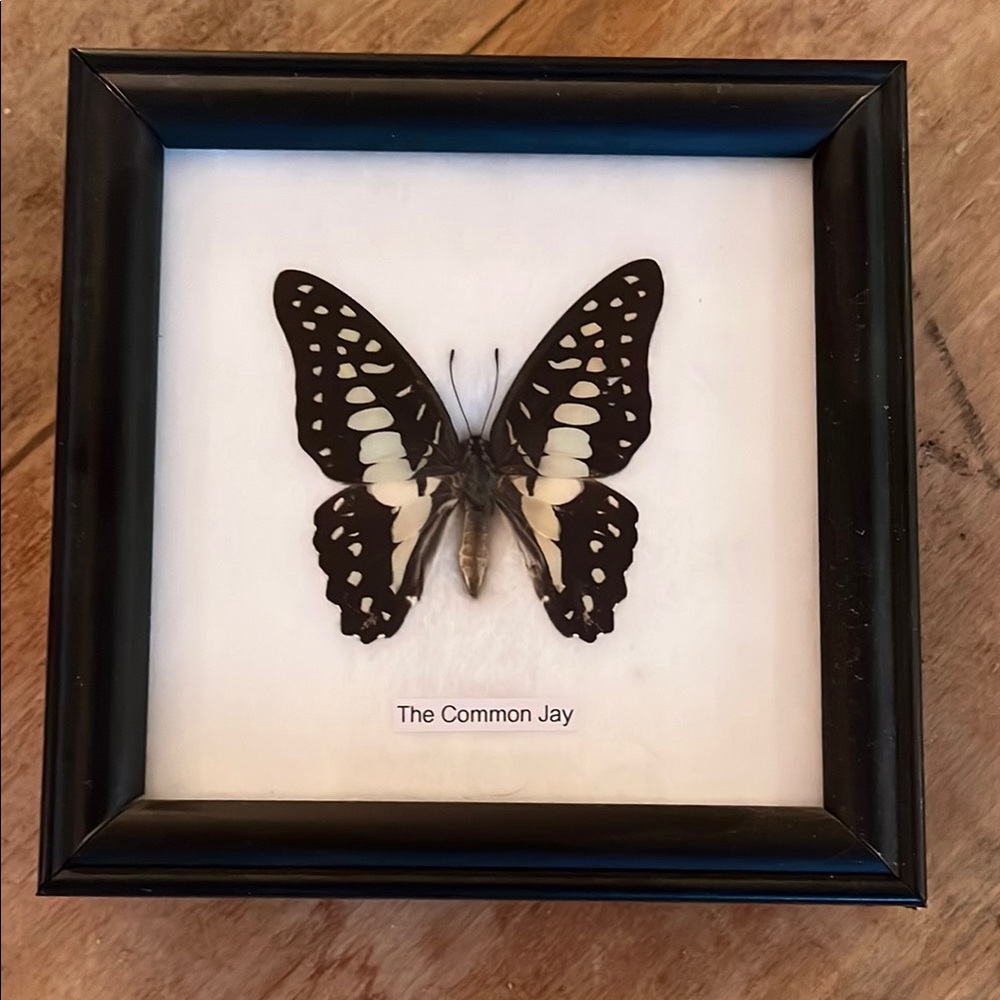 Framed Common Jay Butterfly Display